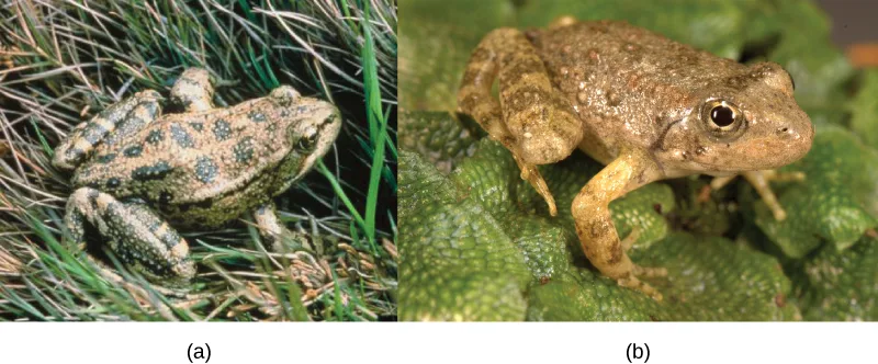 Photo (a) shows a mottled tan-and-blue-spotted frog, Rana aurora, sitting among green and tan grass blades. Photo (b) shows a brown, warty-skinned frog, Rana boylii, perched on green lichen-covered rock.