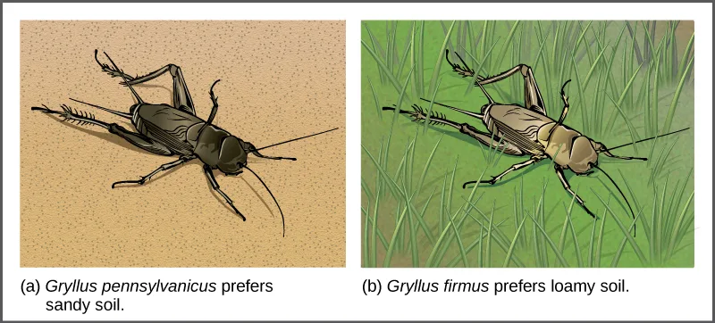 Illustration (a) shows a dark brown cricket, Gryllus pennsylvanicus, on tan sandy ground. Illustration (b) shows a lighter tan cricket, Gryllus firmus, camouflaged among green grass blades.