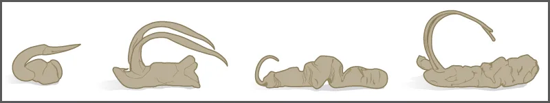 Four line-drawn illustrations of damselfly male reproductive organs in a row, each a curved, tan, claw-like structure attached to a lumpy base. The shapes differ: the first is a short, gently curved single hook; the second has two long, sharply curved hooks fanning apart from a wider base; the third is a low, elongated shape with a small hook at one end; the fourth has one long, tightly curled hook rising from a large lumpy base.