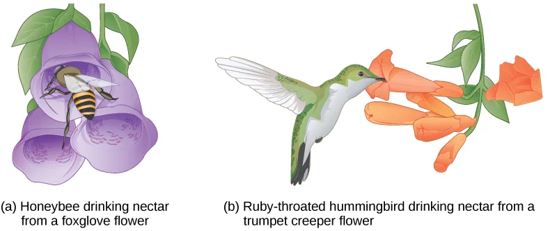 Illustration (a) shows a honeybee entering a bell-shaped purple foxglove flower to drink nectar. Illustration (b) shows a ruby-throated hummingbird, white and green with a dark tail, inserting its beak into a long, tube-shaped orange trumpet creeper flower to drink nectar.