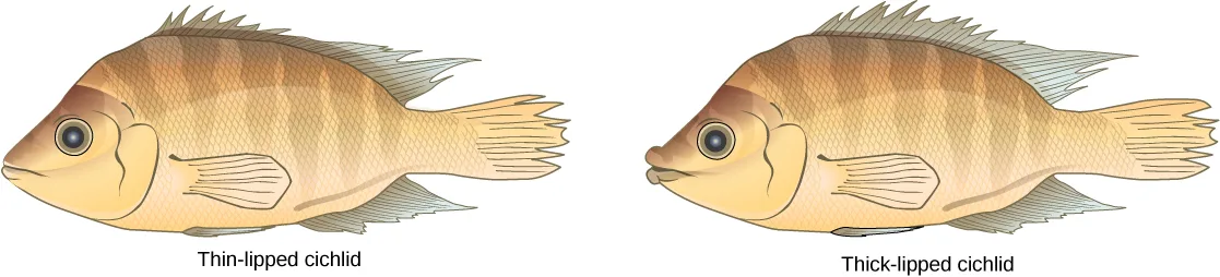 Illustration of two similarly patterned tan-and-brown striped cichlid fish shown in profile, with the same fin shape and color pattern. The left fish is labeled 'Thin-lipped cichlid' and has a narrow, tapered mouth. The right fish is labeled 'Thick-lipped cichlid' and has a fuller, more rounded mouth and lips.