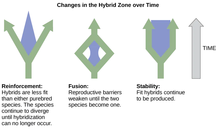 A diagram of three arrow shapes, one per possible outcome for a hybrid zone over time, beside a plain vertical arrow labeled TIME. Reinforcement: two green arrows diverge apart from a shared base, with a blue wedge between them narrowing to a point partway up and vanishing before the arrowheads. Fusion: two green arrows converge from the base to a point and continue upward as one arrow, with a blue lens shape sitting where they meet. Stability: the green shape splits briefly near its base and rejoins almost immediately into one wide arrow, with a blue band filling the merged section.