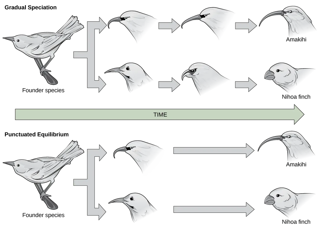 Two-row diagram of a founder bird species branching into two descendant species, Amakihi (hooked beak) and Nihoa finch (straight beak), through a sequence of arrows. In the top row, gradual speciation, the beak shapes change through several small intermediate steps spread evenly across the row, over a green TIME arrow below. In the bottom row, punctuated equilibrium, the beak shapes change once, immediately after the split, then a single long arrow with no intermediate steps carries each lineage unchanged to the same two labeled birds.