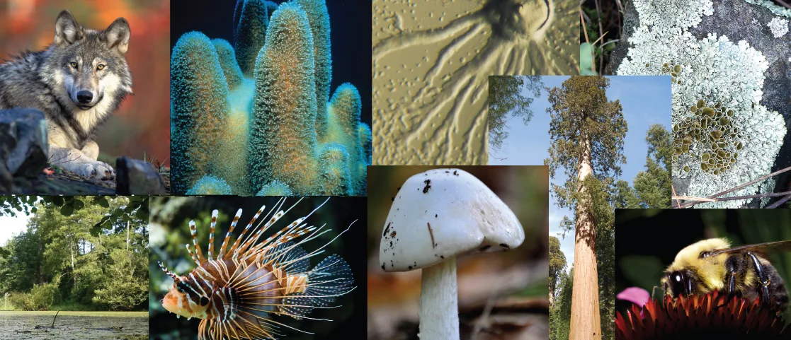 This photo collage shows nine photos: a wolf, a teal branching coral colony, a slime mold, lichen, the shore of a lake with algae and trees, a spiny lion fish, a white mushroom, a sequoia photographed from below, and a bee drinking nectar from a flower.