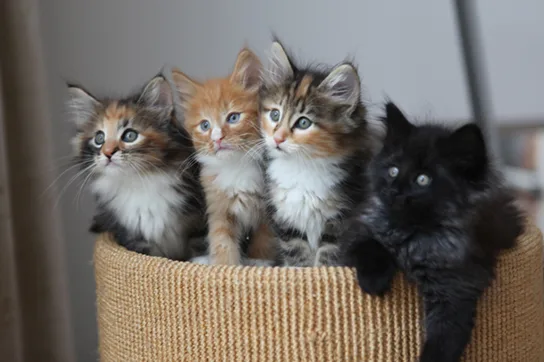 A photo of four kittens sitting together in a woven basket, showing a range of coat colors and patterns: two are calico with patches of gray, orange, and white, one is orange and white, and one is solid black.