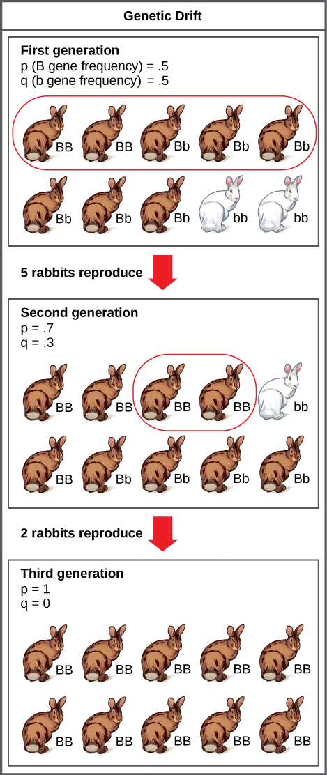 A three-panel flow chart titled 'Genetic Drift' showing three generations of a ten-rabbit population's coat-color alleles (B for brown, b for white) changing across generations, ending with the white-coat allele lost entirely by chance in the third generation.