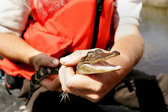 A close-up photo of a person in an orange life vest holding a small alligator with both hands, its mouth open, near the water's edge.