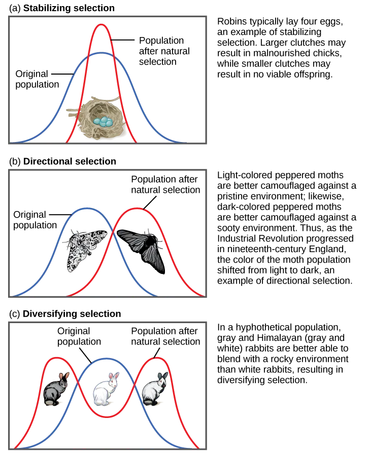 Three vertically stacked graphs, each overlaying two bell-curve distributions to illustrate one type of natural selection. (a) Stabilizing selection: a robin clutch-size distribution narrows after selection around the same average. (b) Directional selection: a peppered-moth color distribution shifts to a new peak as the environment changes. (c) Diversifying selection: a rabbit coat-color distribution splits into two peaks flanking the original average, which becomes rare.