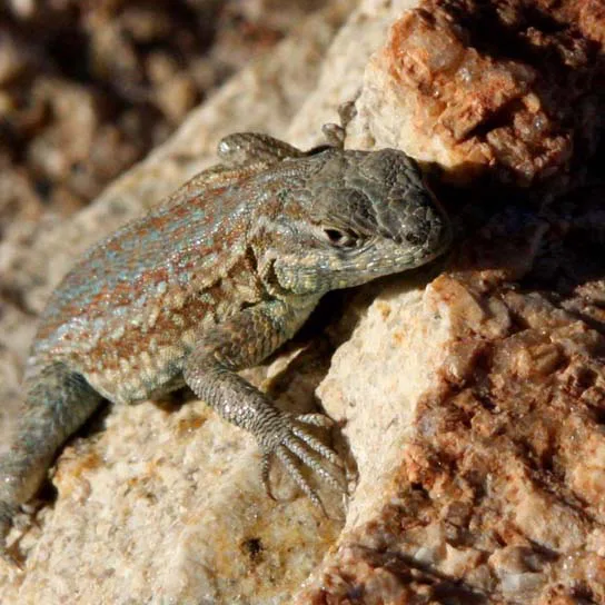 Photo of a mottled gray-brown lizard with pale speckling, perched among light tan and rust-colored rocks.