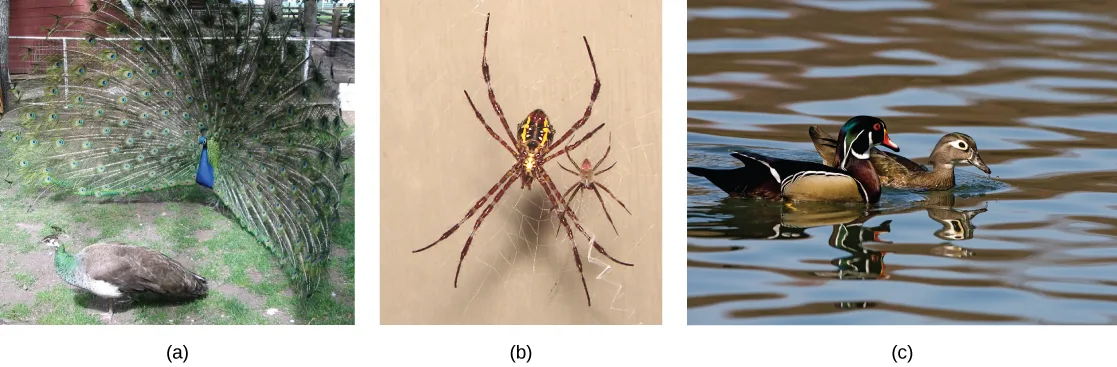The photo on the left (a) shows a peacock with a bright blue body and flared tail feathers standing next to a brown, drab peahen. The middle photo (b) shows a large female spider sitting on a web beside its much smaller male counterpart. The photo on the right (c) shows a brightly colored male wood duck swimming next to a drab brown female.