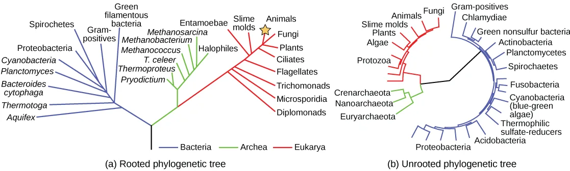 Two colored phylogenetic trees side by side comparing a rooted and an unrooted layout of the same three domains of life. (a) A rooted tree: a single trunk splits first into the domain Bacteria (blue), then splits again into Archaea (green) and Eukarya (red); each domain branches further into named groups, with Animals, Fungi, and Plants among Eukarya's tips. (b) An unrooted tree: the same domains — Bacteria (blue), Archaea (green), Eukarya (red) — radiate as branches arranged in a circle, meeting at a central point with no identified common ancestor.