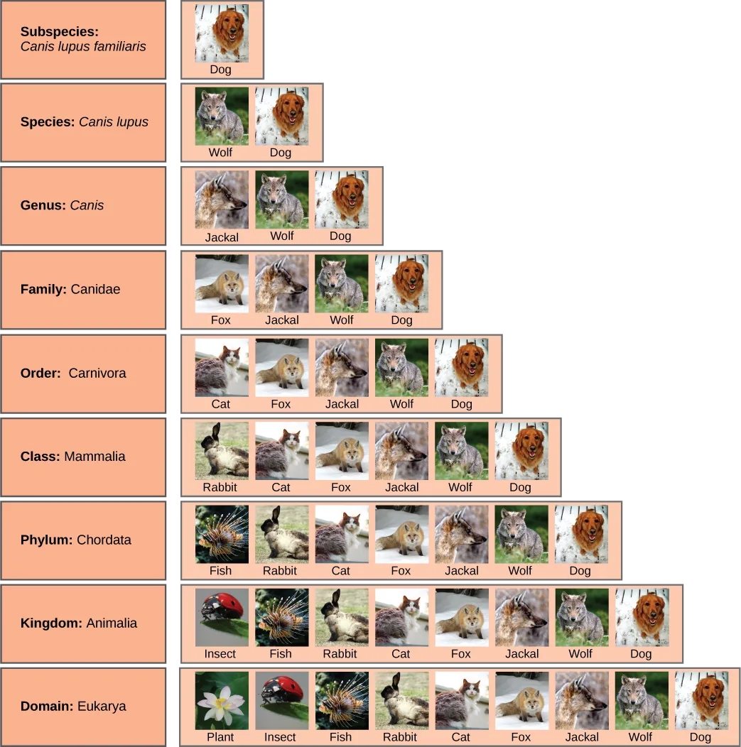 A nine-row pyramid narrowing from bottom to top, each row labeled with a taxonomic level and photographed with the organisms that share it at that level. The widest row, Domain: Eukarya, shows plant, insect, fish, rabbit, cat, fox, jackal, wolf, and dog; each row above drops whichever organism no longer shares the next, more specific level, narrowing up to the single-organism row Subspecies: Canis lupus familiaris.