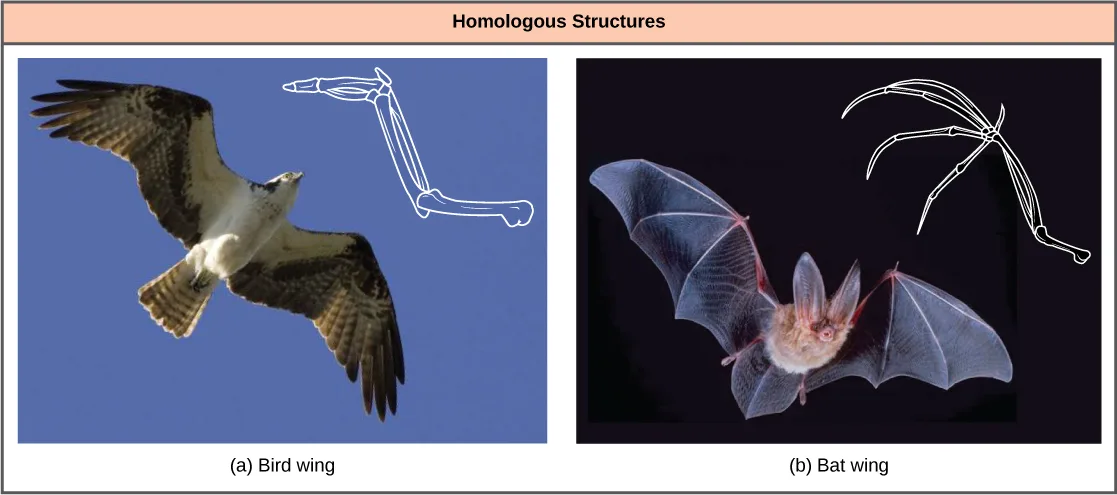 Two panels: (a) an osprey flying against blue sky, beside a white line-drawing of its wing's bone structure — one long upper bone, a bend to a pair of longer bones, then jointed finger bones; (b) a bat in flight against a dark background, beside a similar line-drawing of its wing skeleton, whose finger bones are much longer and more separated, forming a scaffold for the wing membrane.