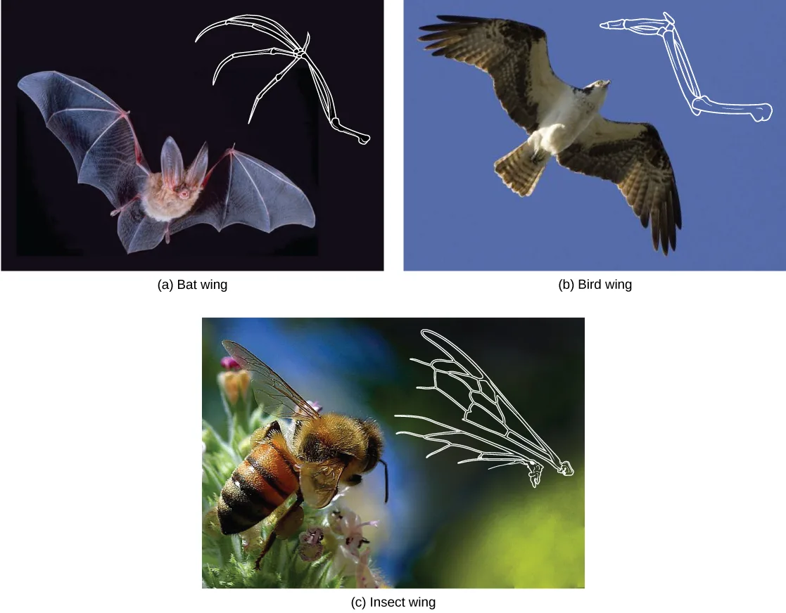 Three panels: (a) a bat in flight, beside a line-drawing of its long, splayed finger-bone wing skeleton; (b) an osprey in flight, beside a line-drawing of its shorter, fused wing-bone skeleton; (c) a honeybee on a flower, beside a line-drawing of its wing's branching vein pattern, which has no bones at all.