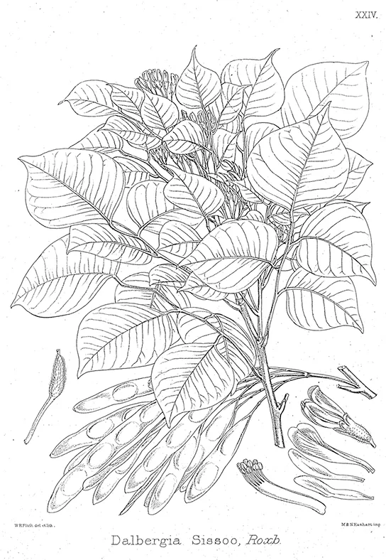 A detailed botanical engraving of a Dalbergia sissoo branch, showing pinnately compound leaves with rows of oval leaflets, small flower buds clustered at the branch tip, and several long, flat seed pods hanging below the leaves, with separate close-up sketches of an individual pod and flower parts at lower right.