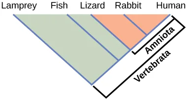 A cladogram with five tip labels — Lamprey, Fish, Lizard, Rabbit, Human — read left to right, its branches nested so that progressively fewer tips are shaded: a pale green region spans all five tips and is bracketed as Vertebrata, and a smaller orange region nested inside it spans Lizard, Rabbit, and Human and is bracketed as Amniota.
