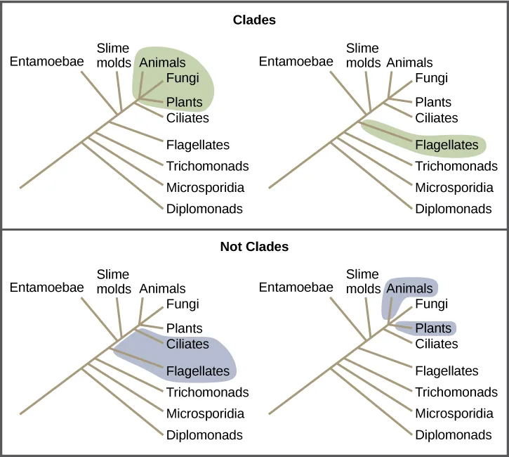Four small trees in a 2×2 grid, all with the same shape and the same ten tip labels (Entamoebae, Slime molds, Animals, Fungi, Plants, Ciliates, Flagellates, Trichomonads, Microsporidia, Diplomonads), grouped 'Clades' on top and 'Not Clades' on the bottom; a shaded patch in each tree highlights a different subset of tips to show which subsets share a single branch point and which do not.