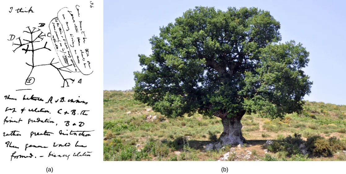 Two panels side by side: (a) a page from Charles Darwin's 1837 notebook, headed “I think,” showing a small hand-drawn branching-tree diagram with a circled “1” at its base and tips labeled A, B, C, and D, with handwritten notes alongside and beneath it; (b) a photograph of a large, broad-crowned oak tree with a thick trunk, growing alone on a grassy, rocky hillside under a pale sky.