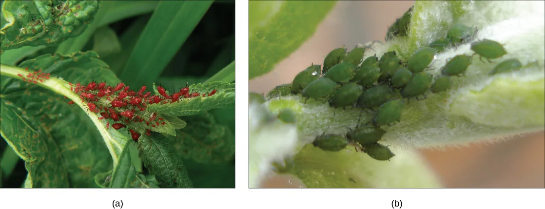 Two close-up photos side by side: (a) a cluster of small, oval, bright red aphids gathered along a green leaf and stem; (b) a cluster of similarly shaped green aphids gathered along a hairy green stem.