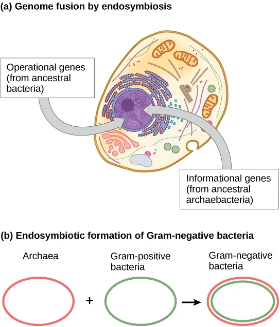 Two labeled diagrams: (a) “Genome fusion by endosymbiosis” — a cutaway illustration of a cell with several colored organelles, with two curved gray arrows pointing into the nucleus, one labeled “Operational genes (from ancestral bacteria)” and the other labeled “Informational genes (from ancestral archaebacteria)”; (b) “Endosymbiotic formation of Gram-negative bacteria” — an outlined circle labeled Archaea plus an outlined circle labeled Gram-positive bacteria, joined by a plus sign, pointing by an arrow to a double-outlined circle labeled Gram-negative bacteria.