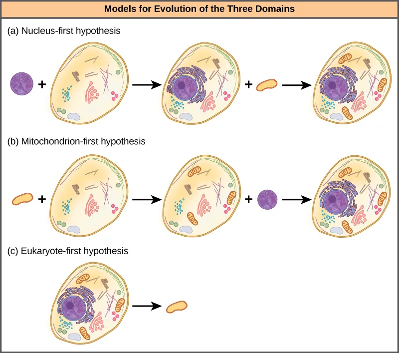 A three-row diagram titled “Models for Evolution of the Three Domains”: (a) the nucleus-first hypothesis combines a purple circle and a cell into a nucleus-bearing cell, then adds an orange bean shape to reach a final cell with both; (b) the mitochondrion-first hypothesis reaches the same final cell by adding the orange bean shape first and the purple circle second; (c) the eukaryote-first hypothesis shows a complex cell giving rise, by an arrow, to a lone orange bean shape.