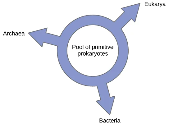 A diagram of a light blue ring at the center labeled “Pool of primitive prokaryotes,” with three thick arrows radiating outward from the ring to the labels Archaea (upper left), Eukarya (upper right), and Bacteria (bottom).