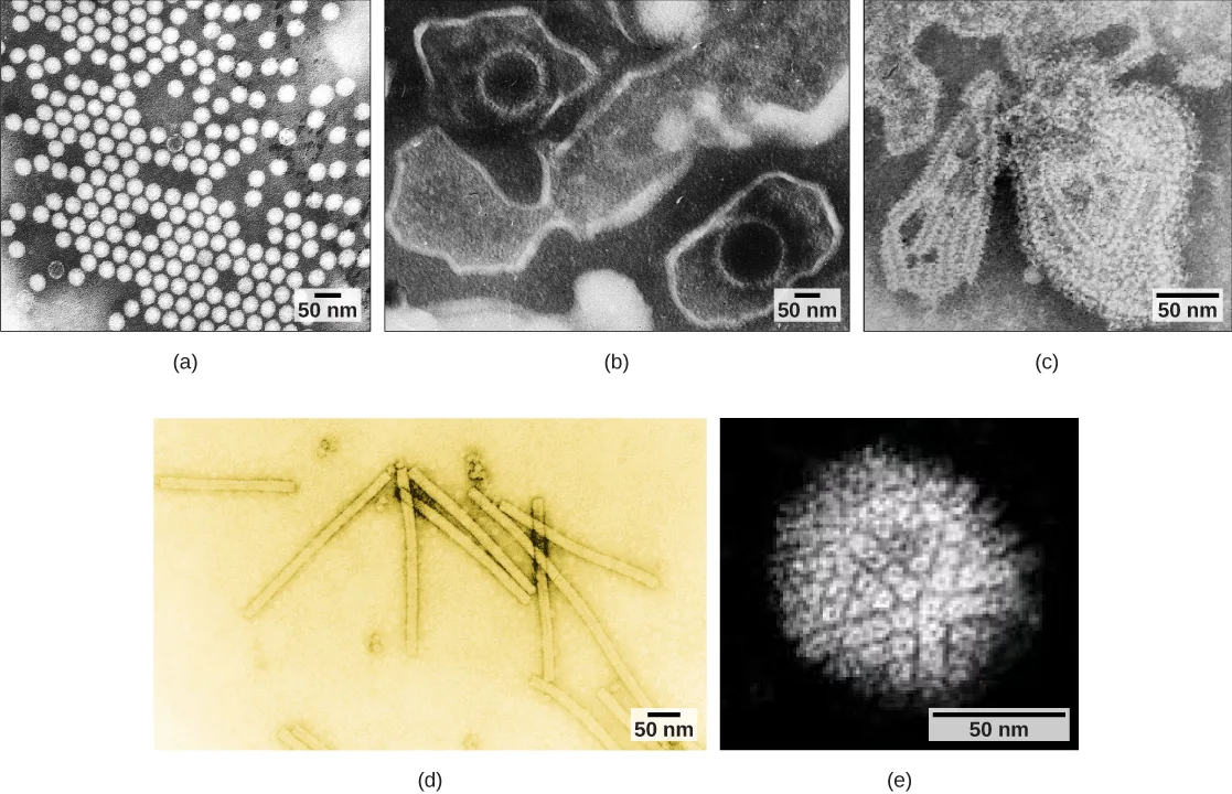 Five electron micrograph panels labeled (a) through (e), each with a 50 nm scale bar. (a) Poliovirus: dozens of small round icosahedral capsids arranged in a loose grid. (b) Epstein-Barr virus: two round icosahedral capsids, each enclosed in an oval membrane. (c) Mumps virus: an irregularly shaped viral particle enclosed in a ragged membrane. (d) Tobacco mosaic virus: several rod-shaped helical capsids of varying lengths, tinted yellow. (e) Herpesvirus: a single round, diffuse, glowing capsid studded with fine structure.