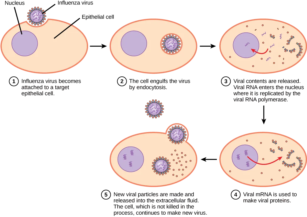 A five-panel flow diagram of the influenza infection cycle in an epithelial cell, from the virus's attachment at the cell surface through entry, RNA replication in the nucleus, protein synthesis, and the release of new viral particles.