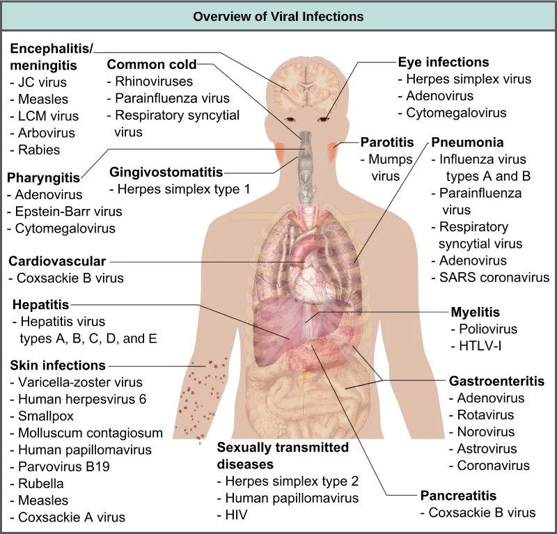 A diagram of a human body silhouette with labeled call-out lines to body regions — the brain, eyes, nose, throat, lungs, heart, liver, skin, digestive tract, spinal cord, and reproductive organs — each listing the viruses that cause disease there, under the heading 'Overview of Viral Infections.'
