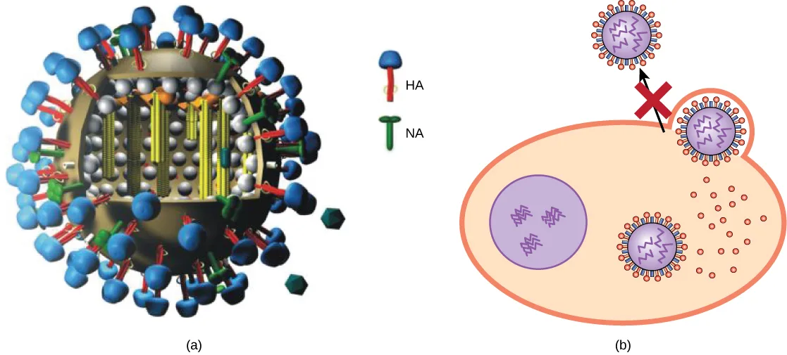 Two-panel diagram. Panel (a) is a cutaway model of an influenza virus studded with blue-capped HA and green NA surface proteins, with a key labeling each. Panel (b) shows a new virion budding from an infected host cell, with a red X marking the release step that Tamiflu blocks.