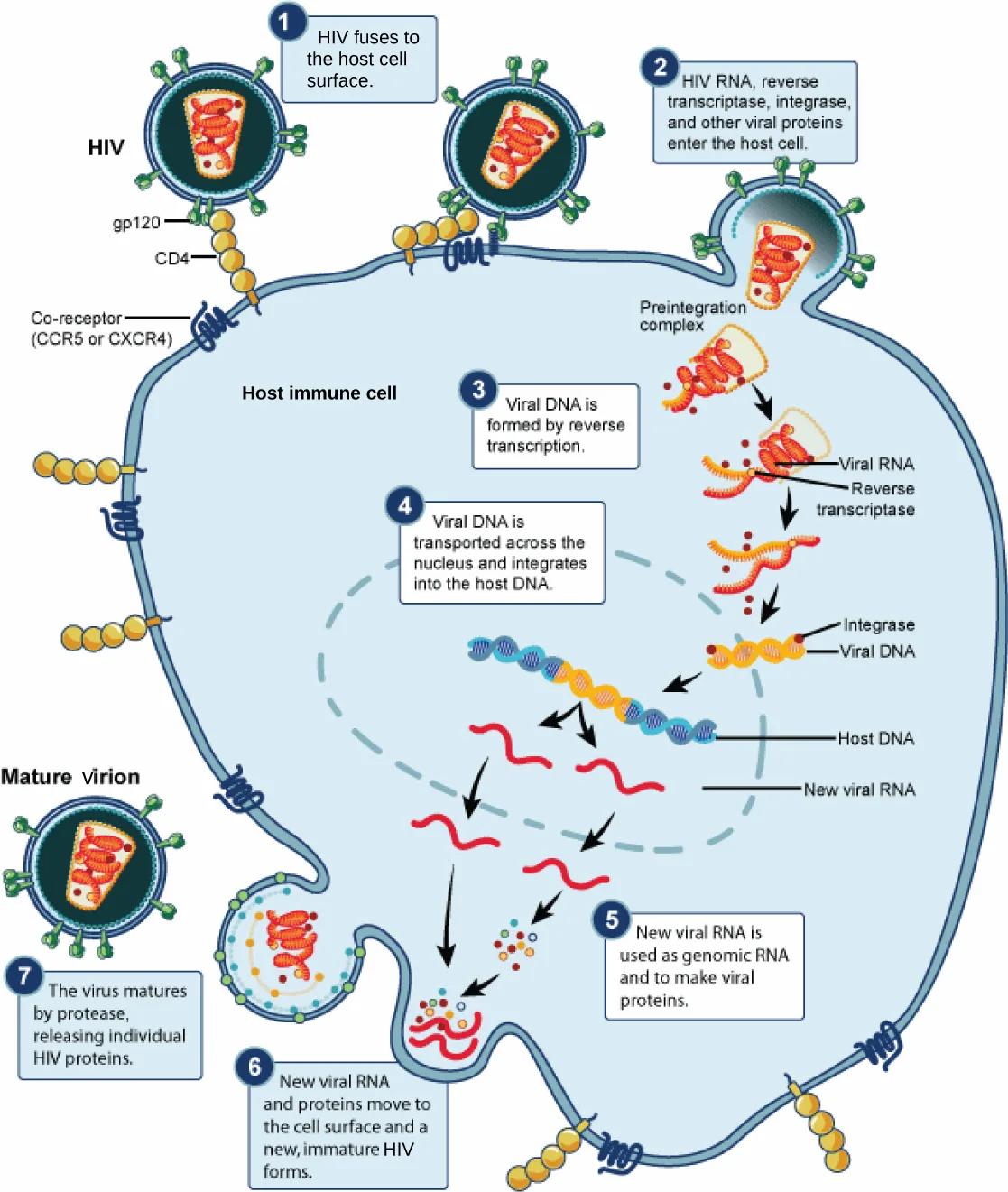 A diagram of the seven-step HIV life cycle inside a host immune cell, numbered 1 through 7 from viral attachment at the cell surface to the release of mature viral proteins by a protease.