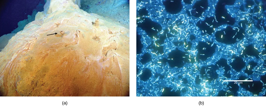Two panels: (a) a photo of a mound-shaped microbial mat, roughly one meter across, with a reddish-yellow surface, growing over a hydrothermal vent; a small raised chimney on its surface is marked with an arrow; (b) a fluorescence micrograph showing many thin, glowing rod-shaped bacteria scattered over a denser mat of bacteria.