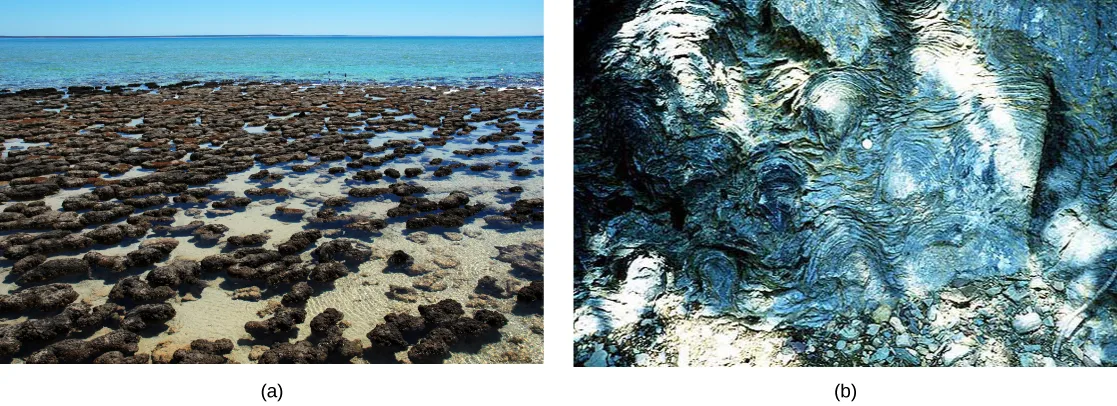 Two photos: (a) a beach and shallow water dotted with numerous dark, mound-shaped stromatolites stretching toward the horizon; (b) a close-up of banded, swirling gray-and-white marbled rock layers in a fossilized stromatolite.