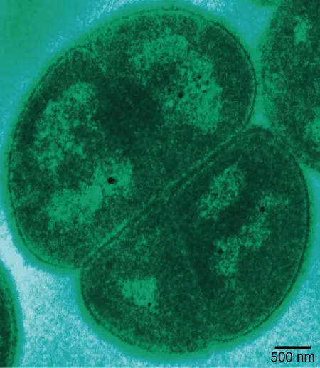 A false-color transmission electron micrograph of two oval, teal-green Deinococcus radiodurans cells about 2.5 microns across, joined mid-division by a visible dividing wall, set against a lighter teal background; a 500 nm scale bar is shown at lower right.