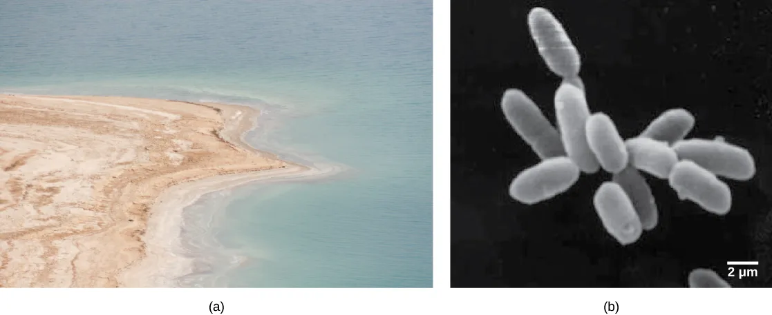 Two panels: (a) a photo of the Dead Sea's pale, salt-crusted shoreline curving into blue-green water; (b) a black-and-white scanning electron micrograph of several rod-shaped halobacteria cells clustered together, with a 2 µm scale bar.