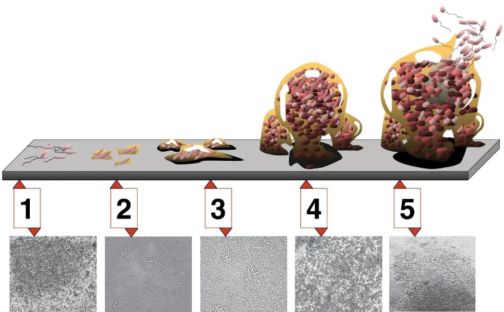 A diagram showing five illustrated stages of biofilm formation in a row above a flat gray surface, each numbered 1 through 5 and marked by a red arrow pointing down to the surface, growing from a few scattered cells at stage 1 to a large, complex clustered mass at stage 5 with cells drifting away from its top; below each numbered stage is a grayscale micrograph of a real biofilm at that stage.