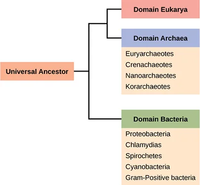 A phylogenetic tree with a Universal Ancestor branching first into Domain Bacteria and, on its other branch, splitting again into Domain Archaea and Domain Eukarya; labeled lists beside Domain Bacteria and Domain Archaea name their major phyla.