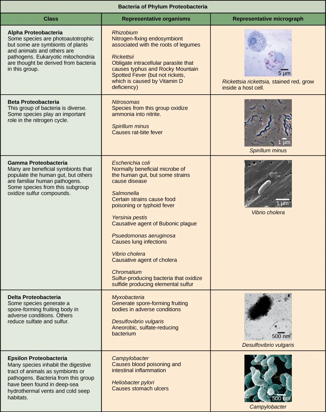 A table titled “Bacteria of Phylum Proteobacteria” listing five classes — Alpha, Beta, Gamma, Delta, and Epsilon Proteobacteria — each row giving a description, representative organisms with their effects, and a micrograph of one representative species.