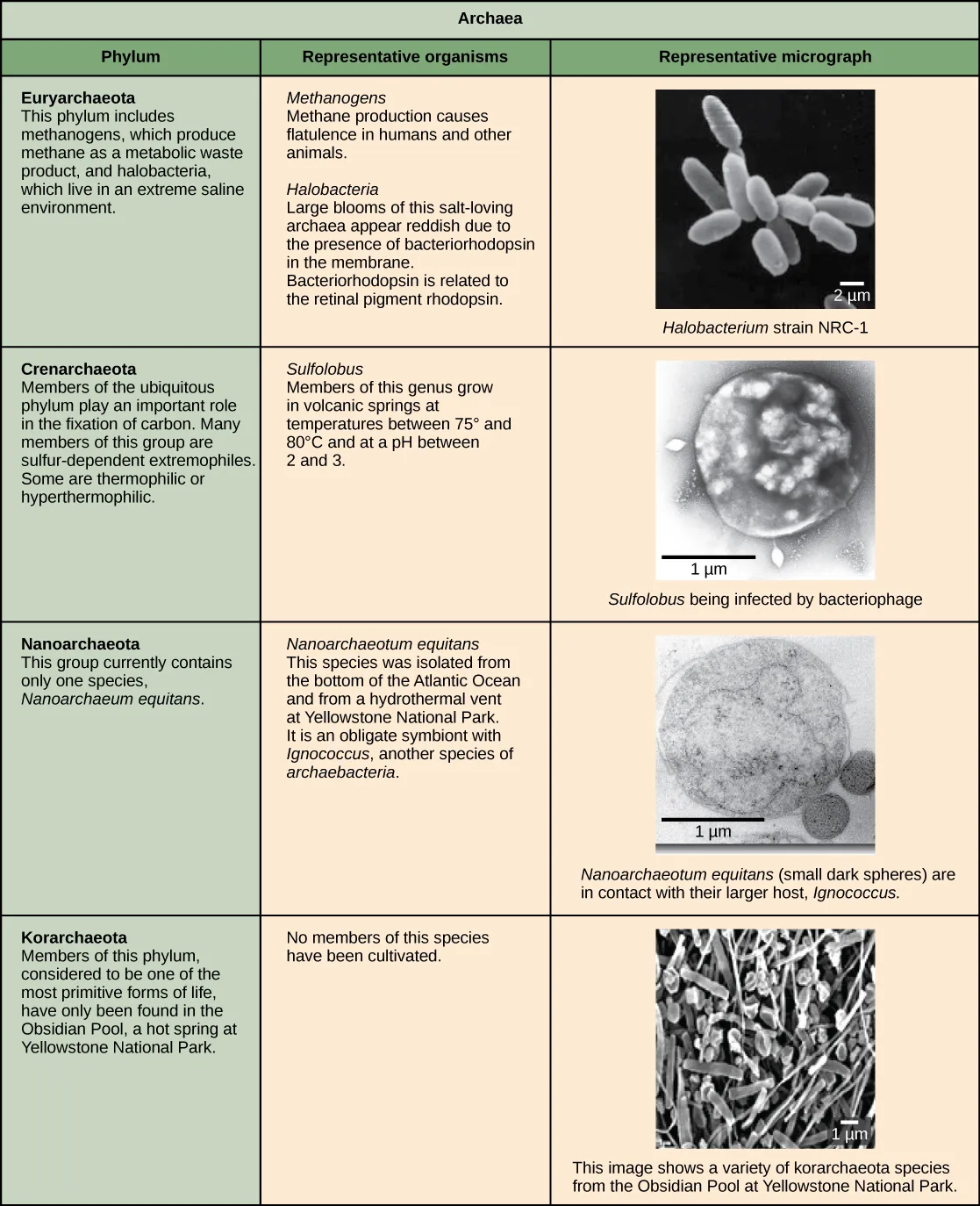 A table titled “Archaea” listing four phyla — Euryarchaeota, Crenarchaeota, Nanoarchaeota, and Korarchaeota — each row giving a description, representative organisms with their effects, and a micrograph.