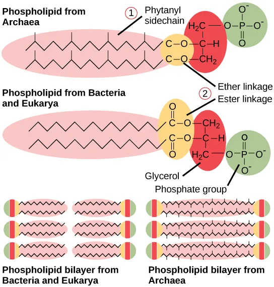 Diagram comparing an archaeal phospholipid, with a phytanyl sidechain joined to glycerol by an ether linkage, to a bacterial and eukaryotic phospholipid, with a fatty acid chain joined to glycerol by an ester linkage; below, both form similar-looking lipid bilayers.