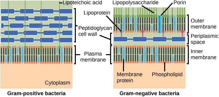 Two side-by-side cutaway diagrams comparing bacterial cell walls: Gram-positive bacteria have a single thick peptidoglycan wall outside the plasma membrane, anchored to it by lipoteichoic acid; Gram-negative bacteria have a thin peptidoglycan layer sandwiched between an inner and an outer membrane, with lipoproteins anchoring it to the outer membrane and lipopolysaccharides and porins on the outer membrane.