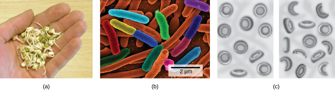 Three panels. (a) A photograph of a hand holding pale, sprouted seeds with thin white roots and stems. (b) A colorized scanning electron micrograph of rod-shaped bacteria, roughly 2 micrometers long, clustered on a textured orange surface, with a 2 µm scale bar. (c) A pair of illustrated panels comparing normal, disk-shaped red blood cells (left) with red blood cells that are deformed, incomplete, or fragmented (right).