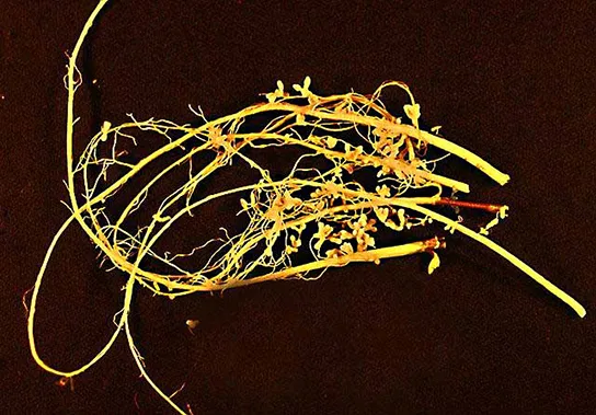 A tangle of thin, pale yellow legume roots against a dark background, with small round nodules attached along several of the roots.