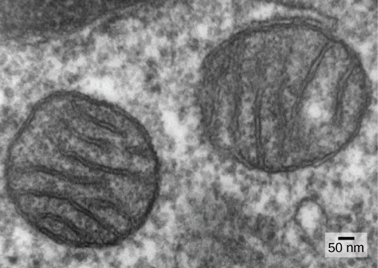 A transmission electron micrograph showing two round, membrane-bound mitochondria inside a cell, each about 400 nanometers across, with cristae visible as folds crossing through the middle of each organelle.