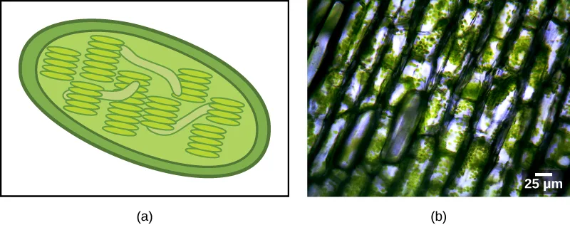 Two panels. (a) A cross-section illustration of a chloroplast, drawn as a green oval bounded by an outer and an inner membrane, with a stack of green, disk-shaped thylakoid membranes inside. (b) A light micrograph of plant cells arranged in rows, each cell containing many small, round green chloroplasts scattered through it.