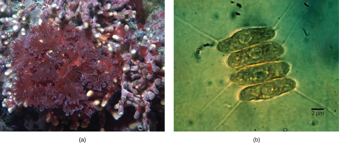 Two photographs. (a) A dense, reddish-purple, leafy-lobed clump of red algae growing on a reef alongside pale, tube-shaped invertebrates. (b) A light micrograph of four oval, olive-green algal cells stacked end to end in a chain, each cell showing mottled internal texture, with a 2-micrometer scale bar.