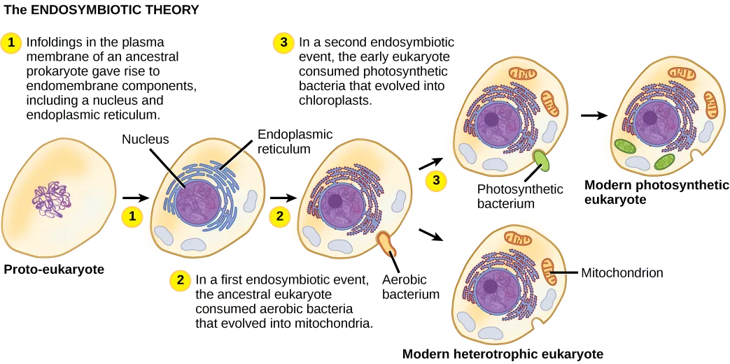 A labeled flow diagram in three numbered steps showing a proto-eukaryote evolving into modern eukaryotic cells through two endosymbiotic events.