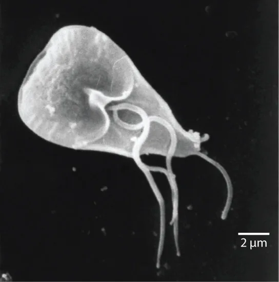 A scanning electron micrograph of Giardia lamblia: a flattened, teardrop-shaped cell with several whip-like flagella trailing from its midsection and a single tail flagellum extending from its narrow back end, a 2 µm scale bar at lower right.