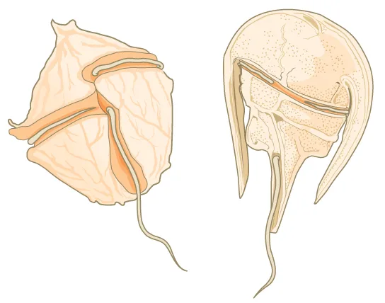 A line drawing of two differently shaped dinoflagellates, each encased in patterned cellulose plates with two perpendicular grooves, a flagellum lying in each groove: the left cell is walnut-shaped with a groove circling its middle and a second groove running back from the center; the right cell is horseshoe-shaped, its body extending from the wide end toward the narrow end, with the same two perpendicular grooves and flagella.