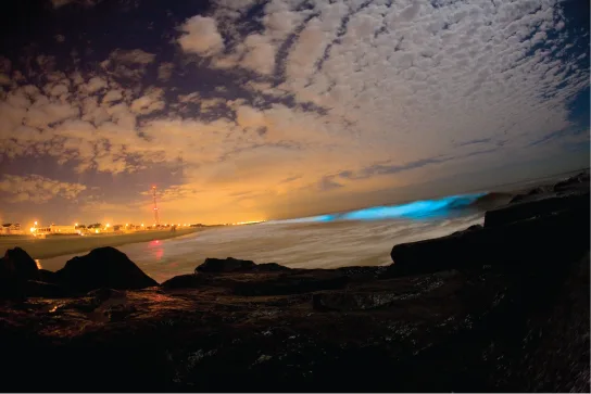 A night photo of an ocean wave glowing bright blue along its breaking edge from dinoflagellate bioluminescence, with city lights visible on the shoreline beyond.
